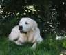 Golden Retriever Rüde